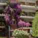 ...che risale le facciate creando una sorta di giardino verticale"
